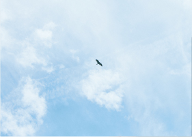 画像：空に鳥が飛んでいる様子。